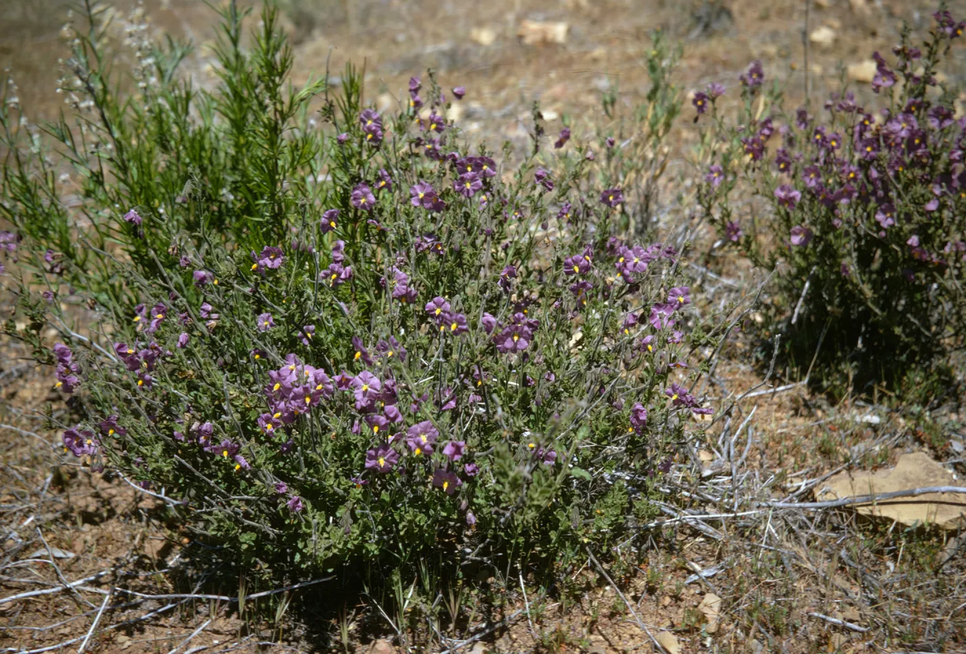 Solanum, Sespe