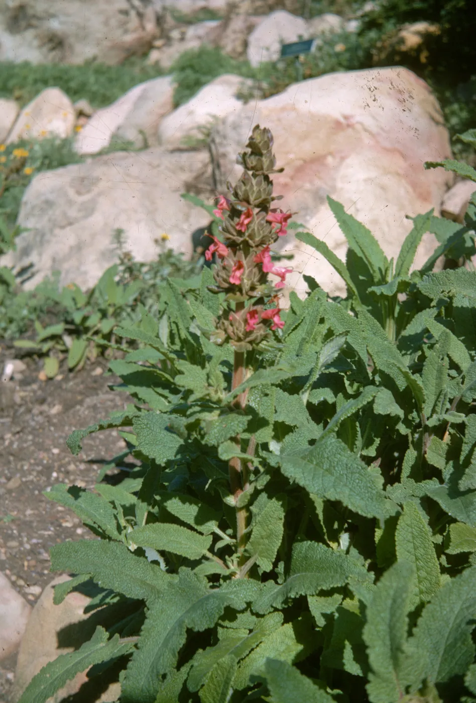Salvia spathacea (California Humminbird Sage)