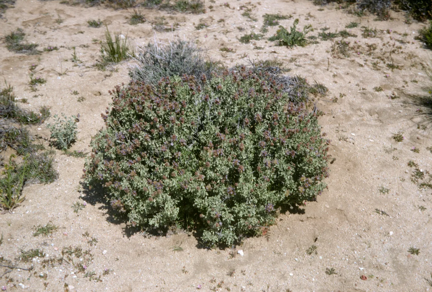 Salvia (sage), Mojave