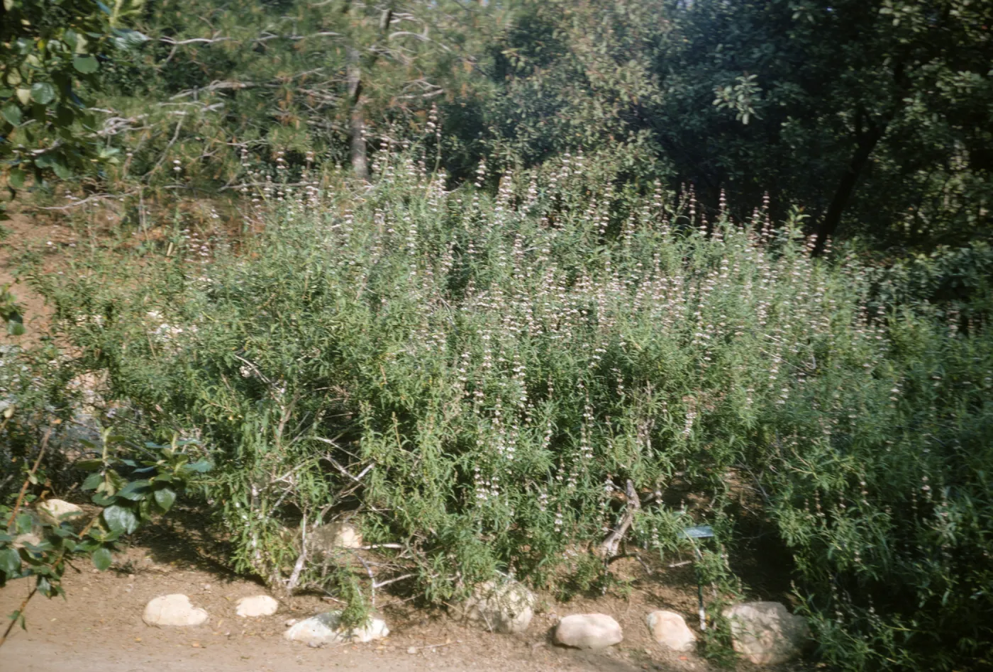 Salvia mellifera (Black Sage)