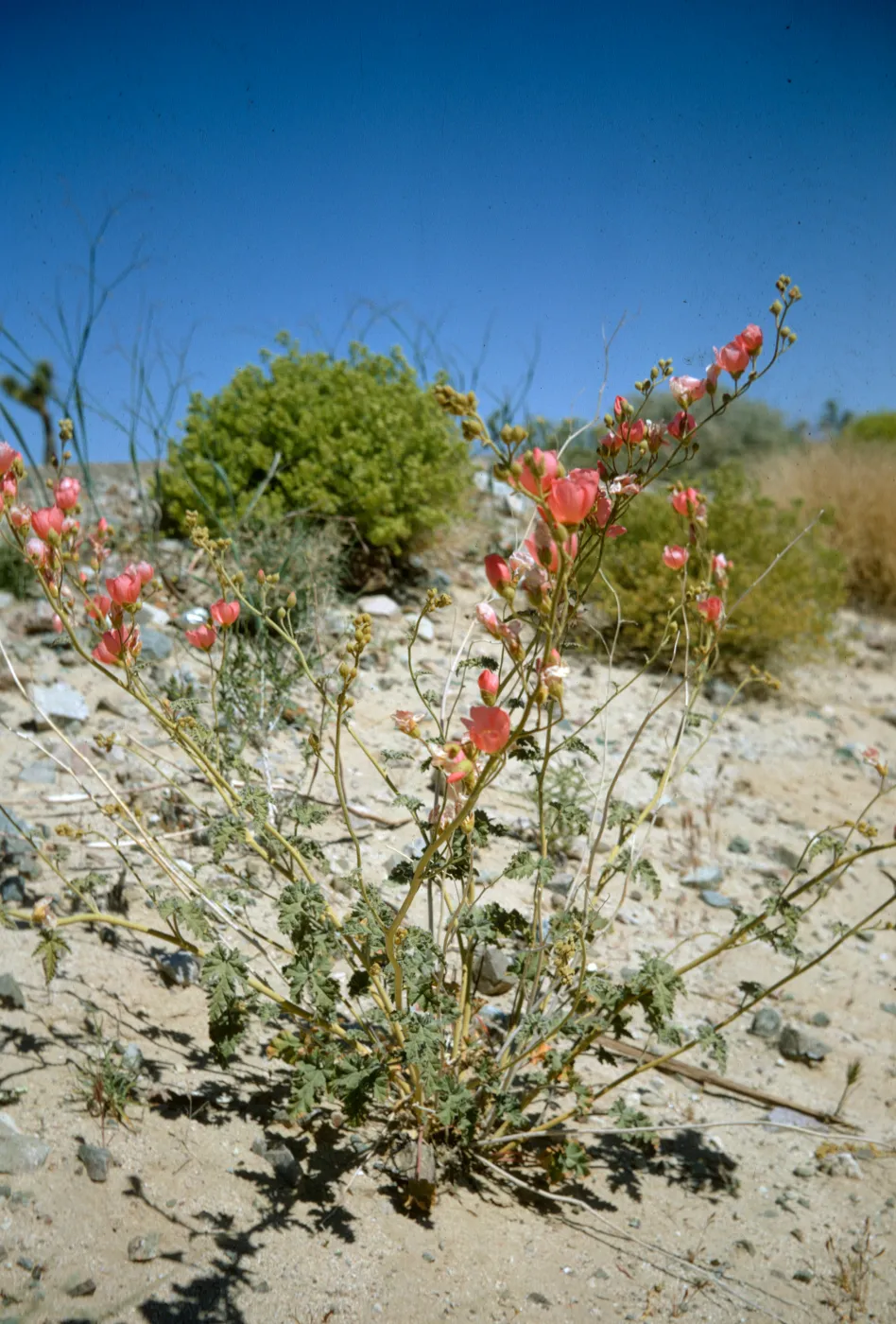 Sphaeralcea, Apricot Mallow, Mojave
