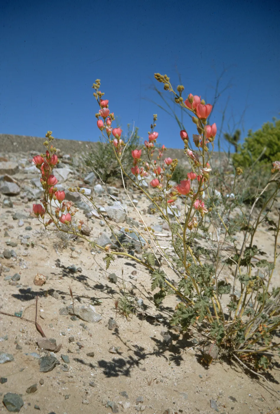 Apricot Mallow, Mojave