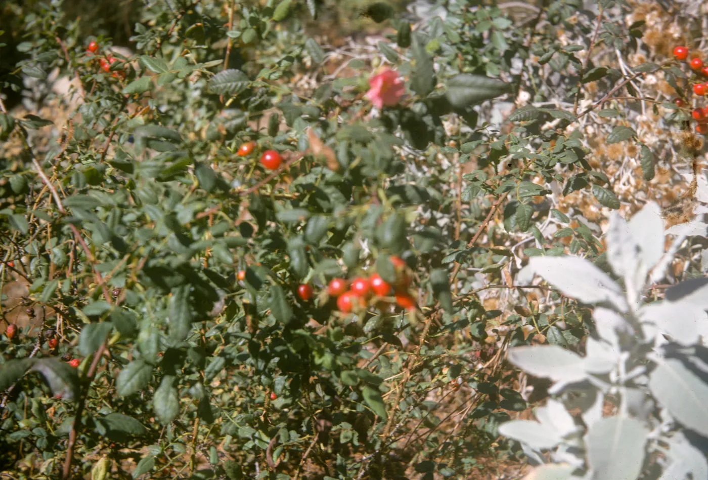 Rosa californica in fruit