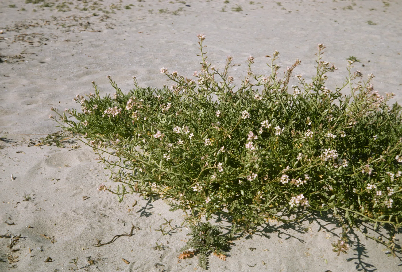 Cakile maritima