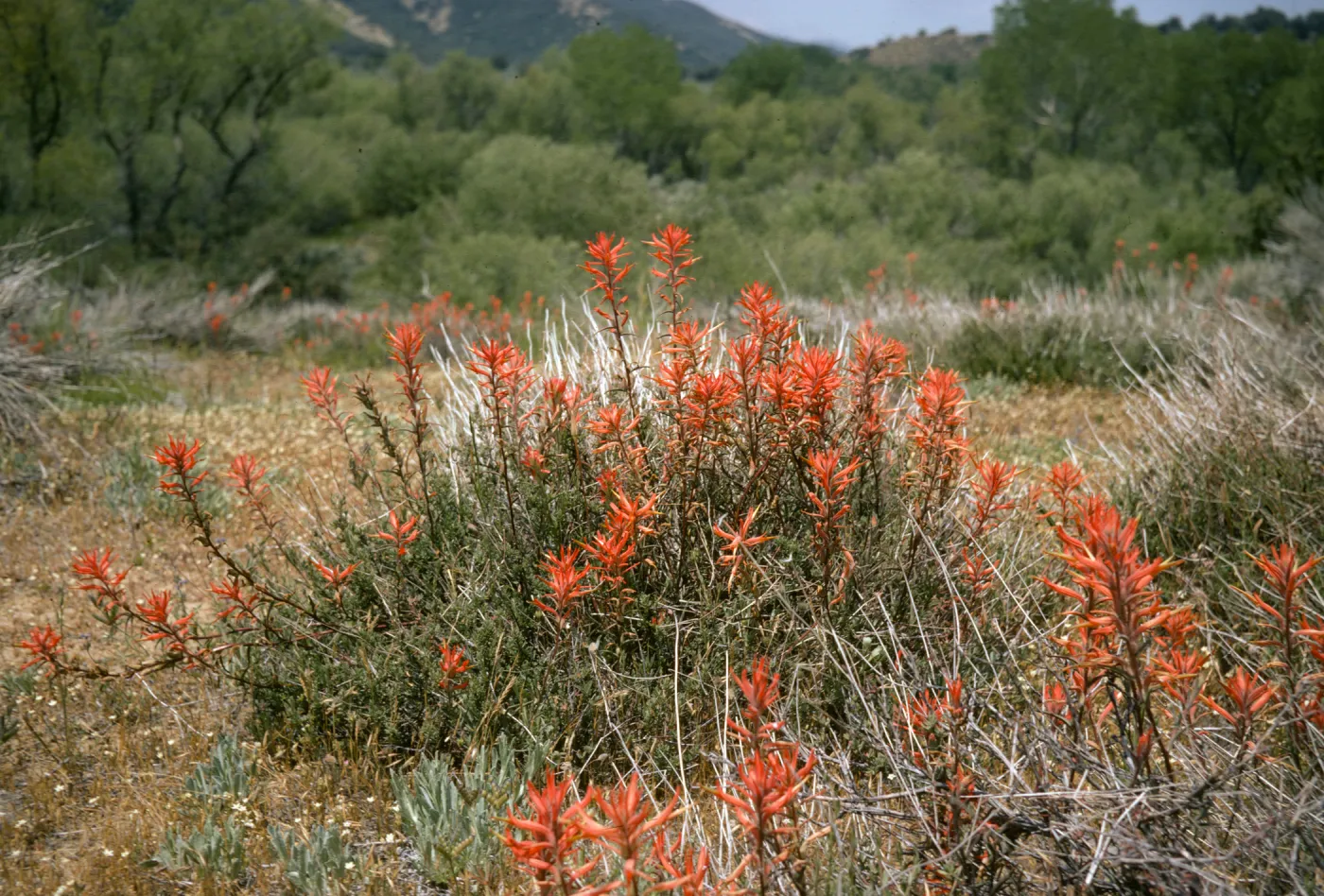 Castilleja jepsonii, Sespe