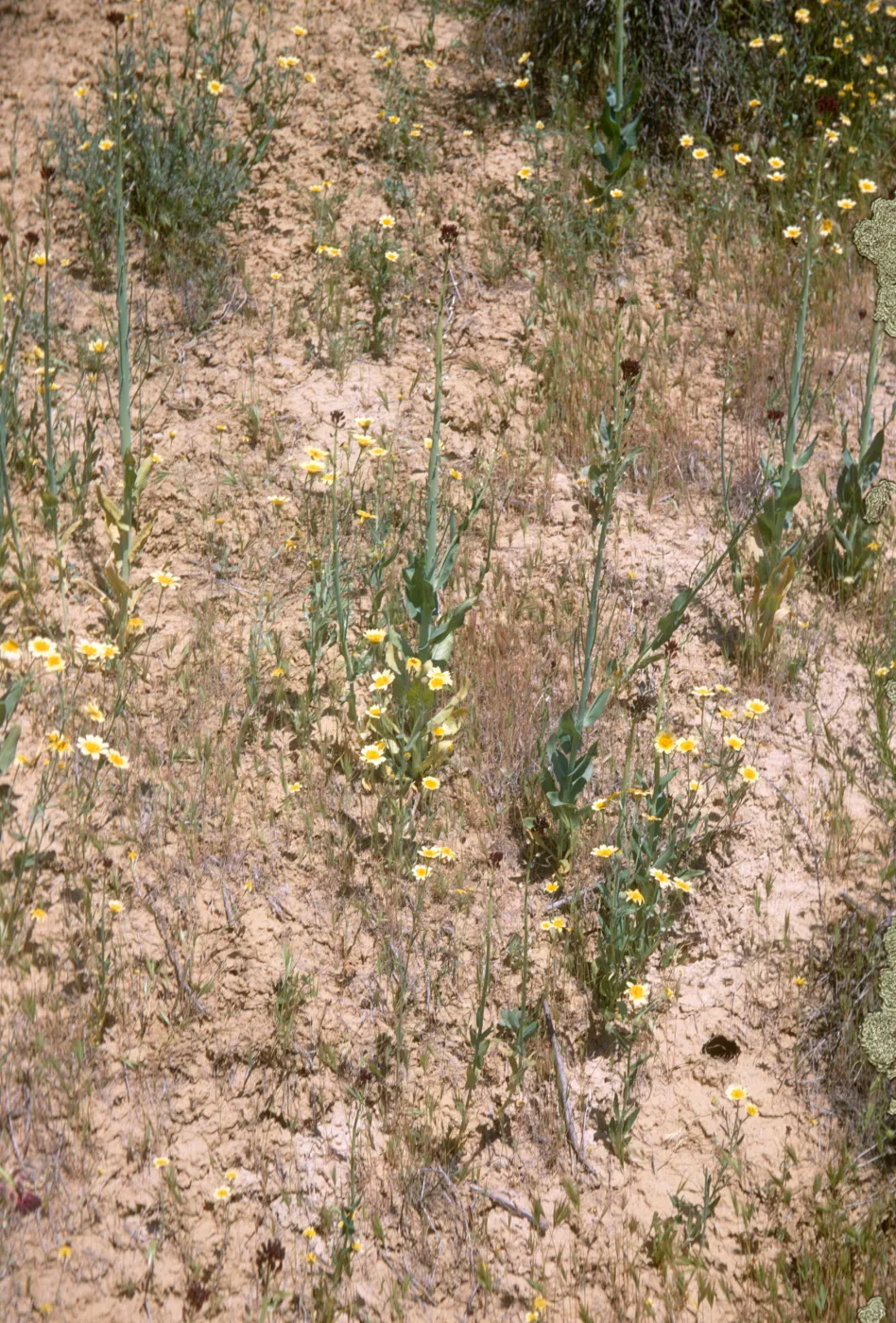 Caulanthus, Cuyama