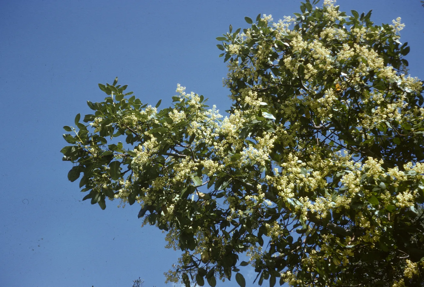 Arbutus menziesii, Jolon Road south of Lucia, Monterey County