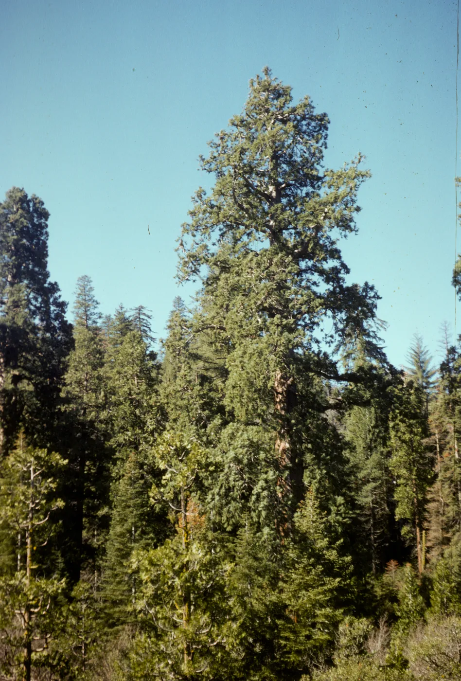 Pinus macrocarpa