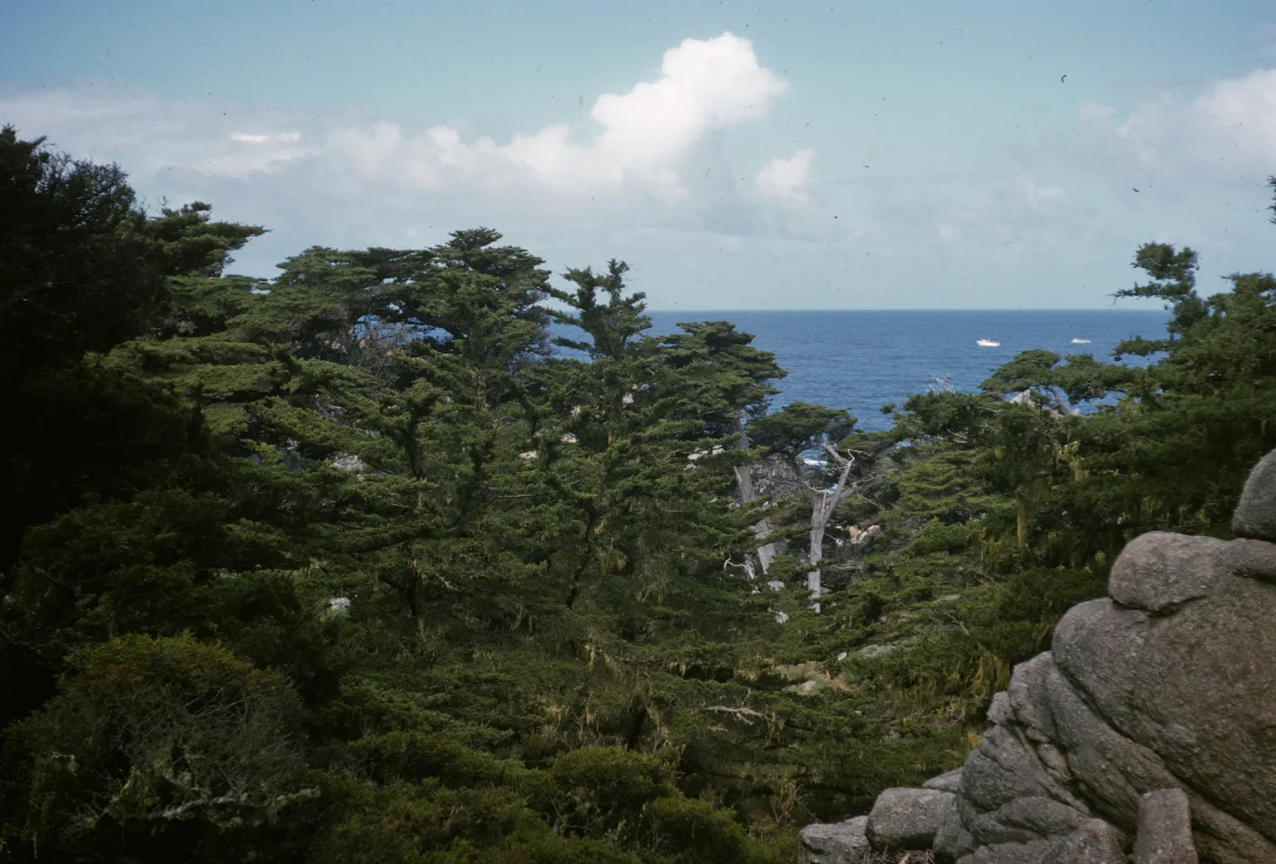 Pinus radiata, Monterey Pines