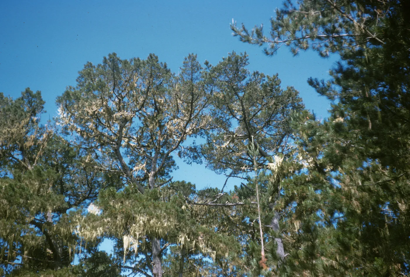 Pinus radiata, Monterey Pines