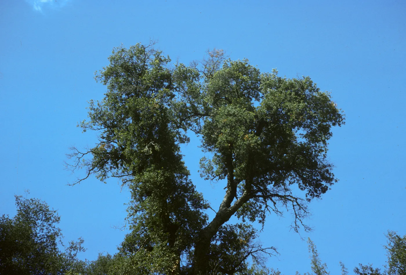Quercus agrifolia (Coastal Live Oak)