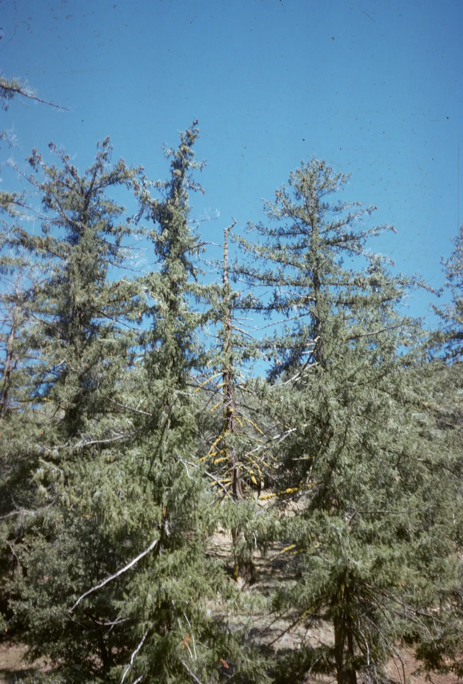 Pinus macrocarpa, Sespe