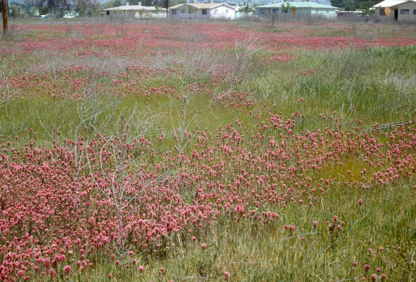Orthocarpus purpurascens, Springville, Tulare County