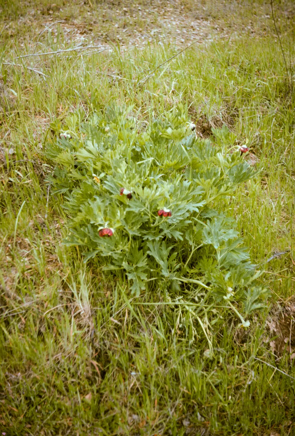 Paeonia californica