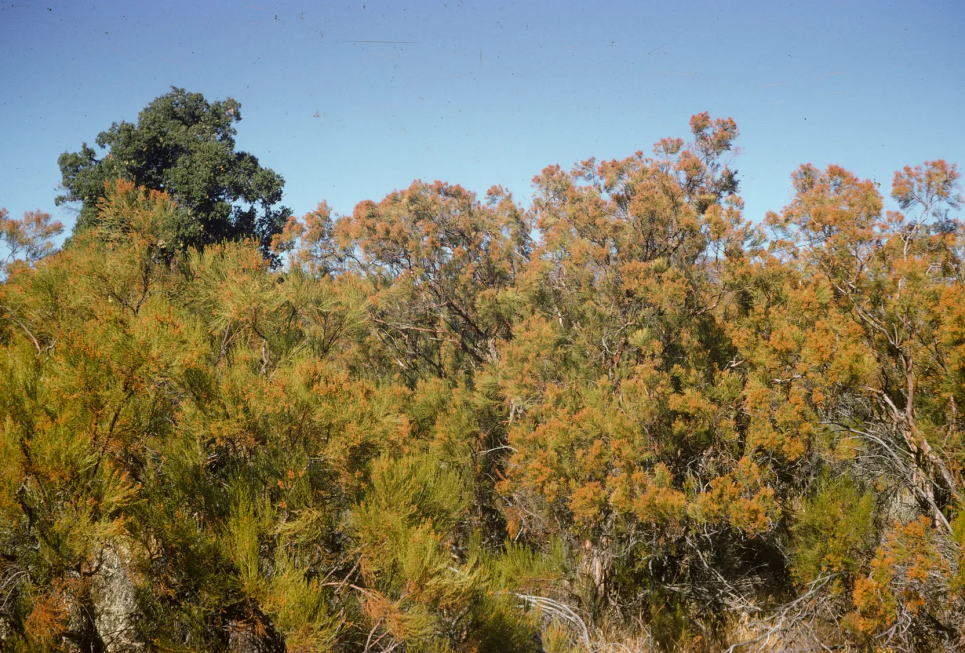 Adenostema fasciculata, Chemise