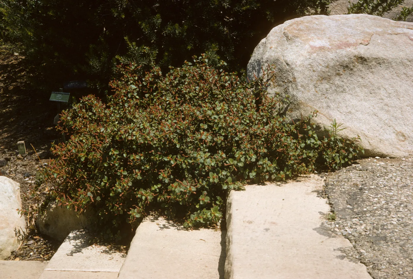 Acalypha californica, Entrance steps