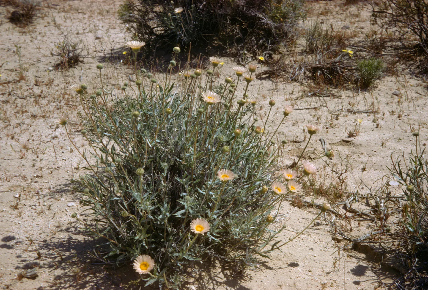Macheranthera tortifolia, Desert Aster