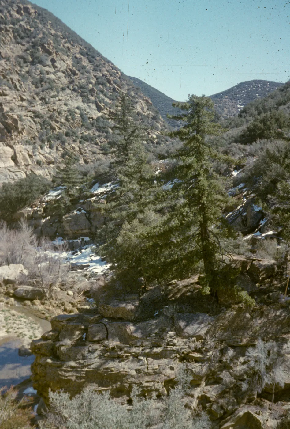 Pseudotsuga macrocarpa, Sespe Creek, 4300 ft