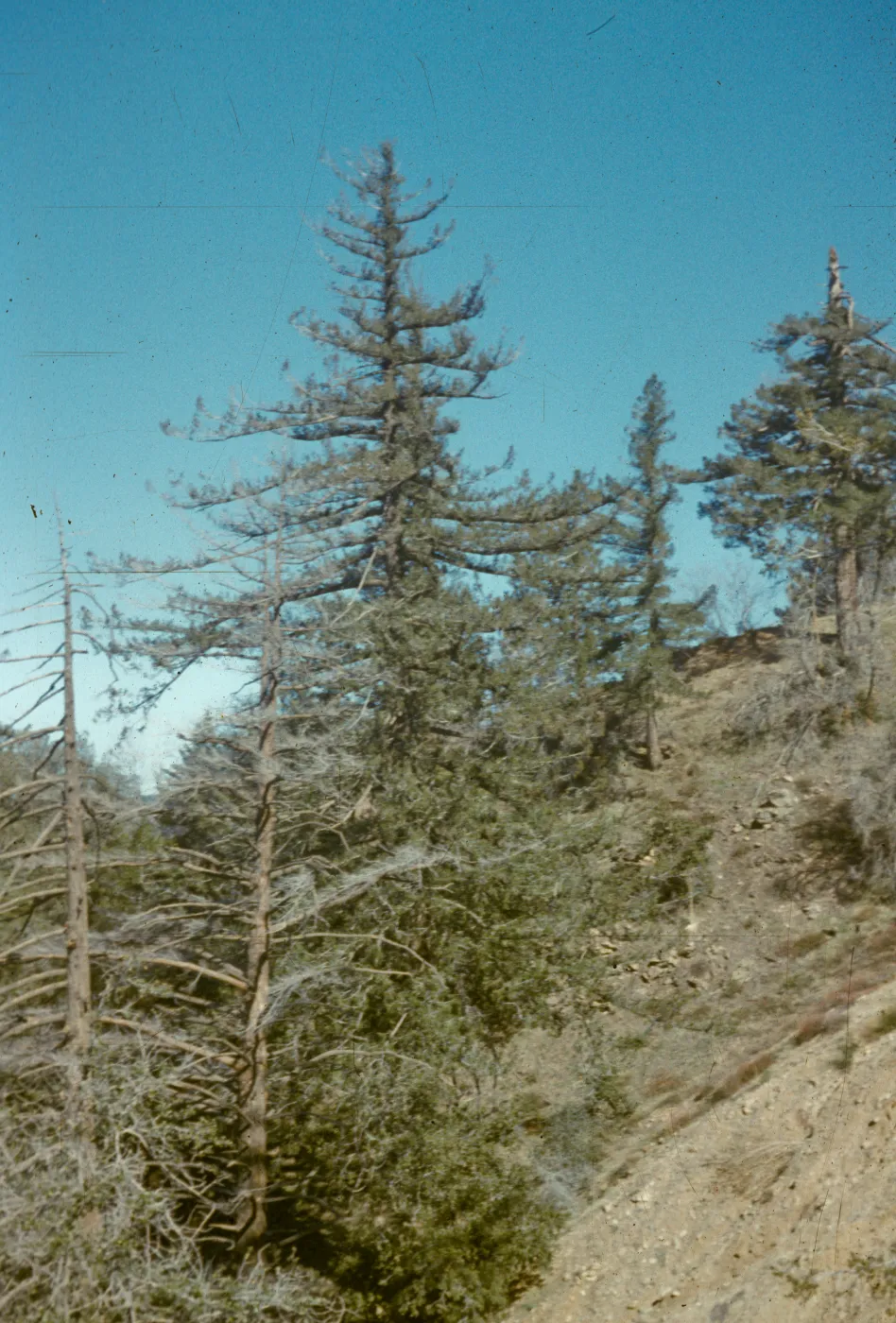 Pseudotsuga macrocarpa, S.B. City Creek