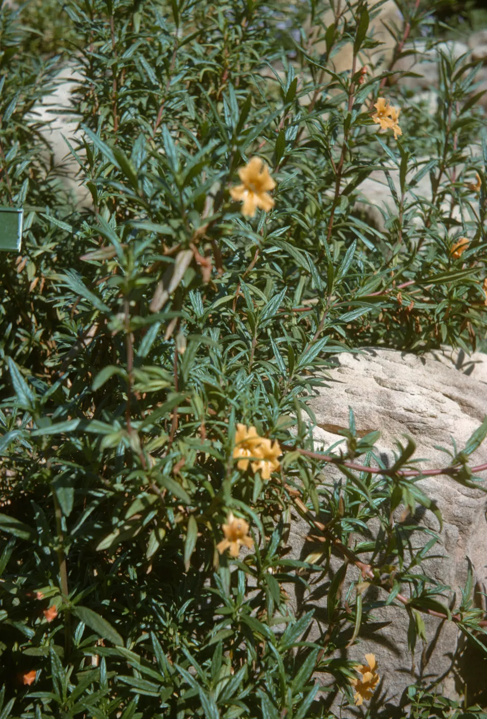 Mimulus longiflorus