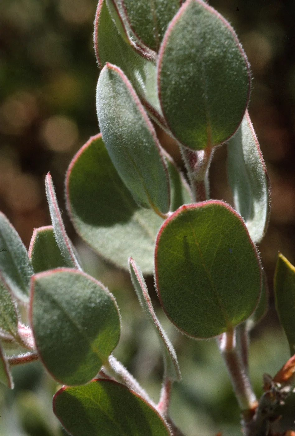 Arctostapyhlos obispoensis