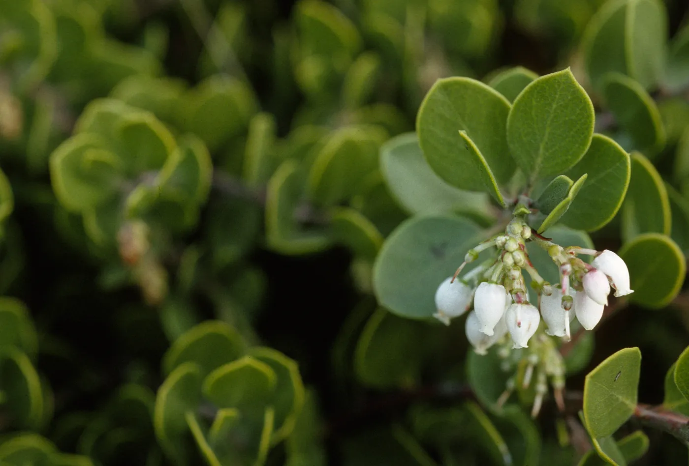 Arctostaphylos hookeri ravenii