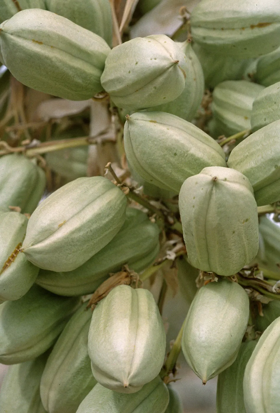 Yucca brevifolia