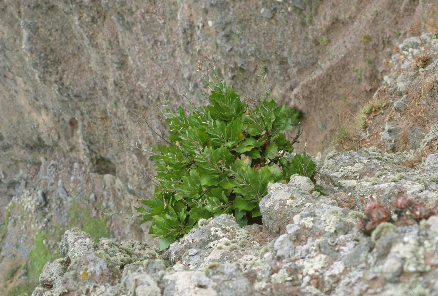Stephanomeria blairii