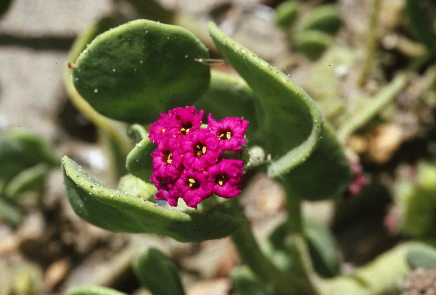Abrobia maritima