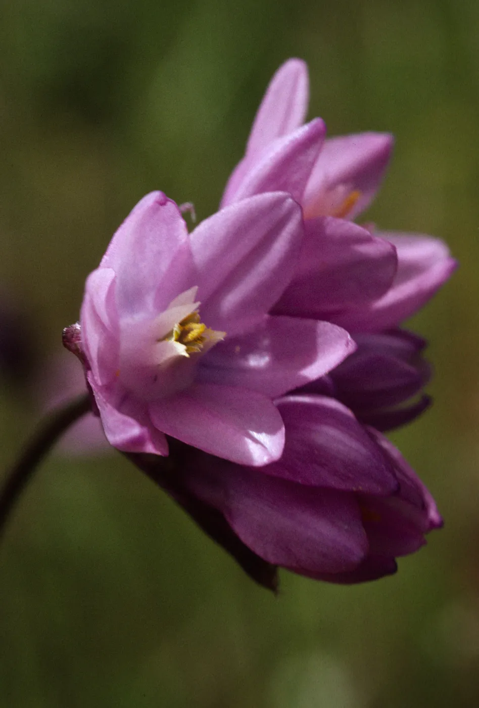 Dichelostemma pulchellum