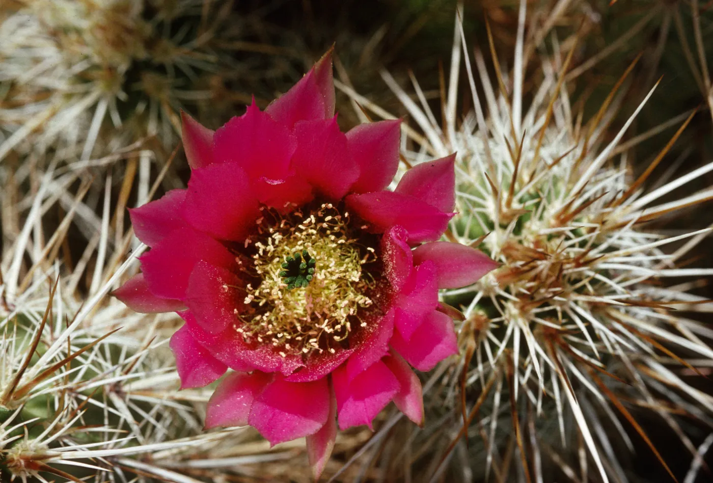 Echinocereus