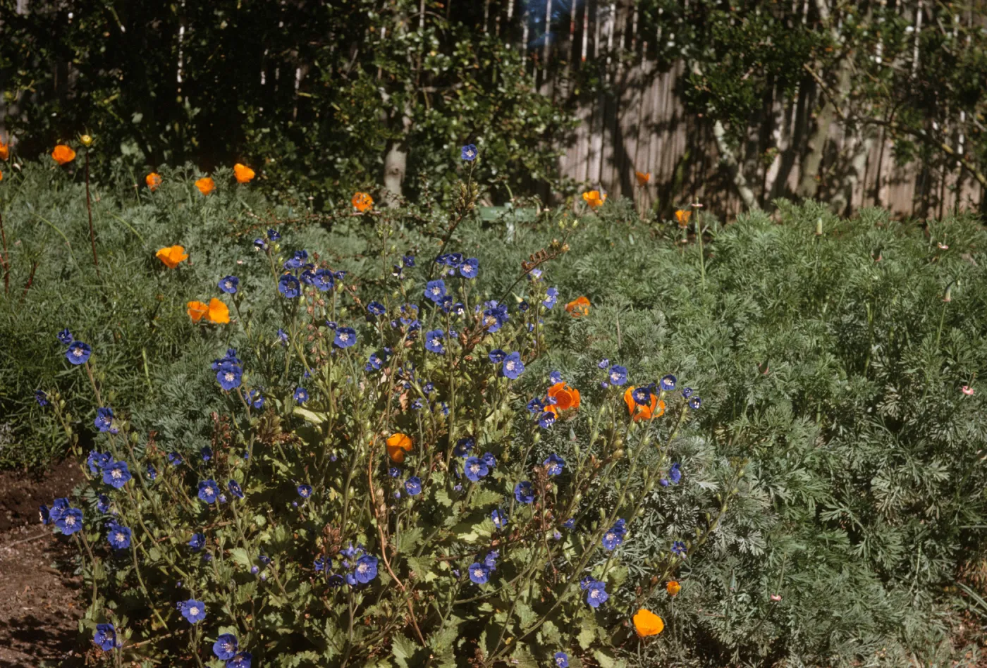 Phacelia viscida
