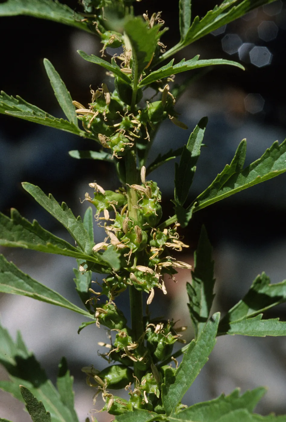Datisca glomerata