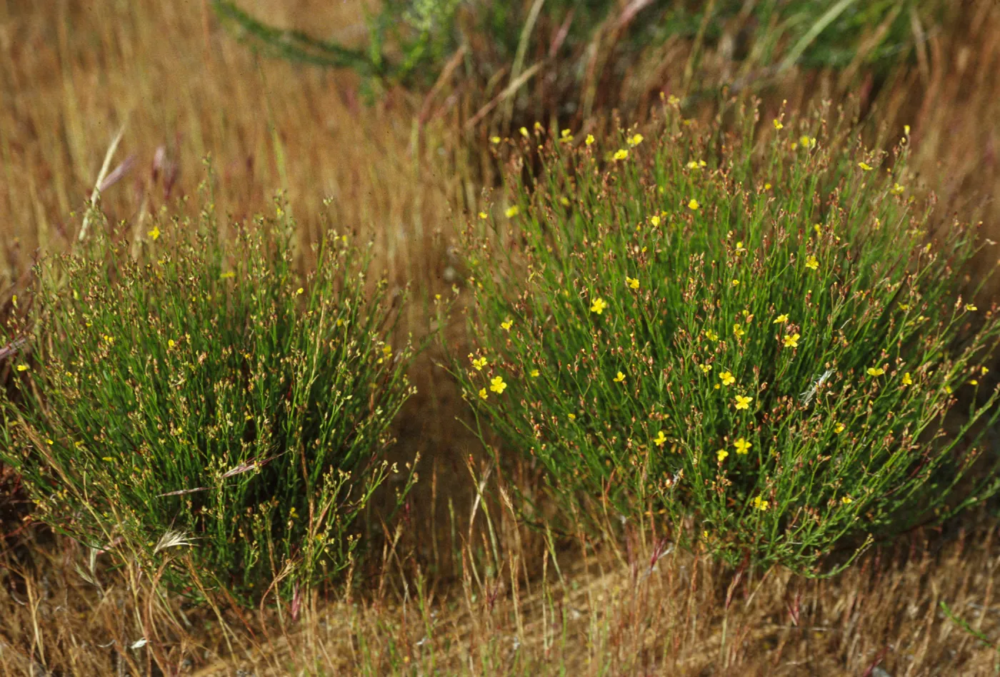 Helianthemum scoparium