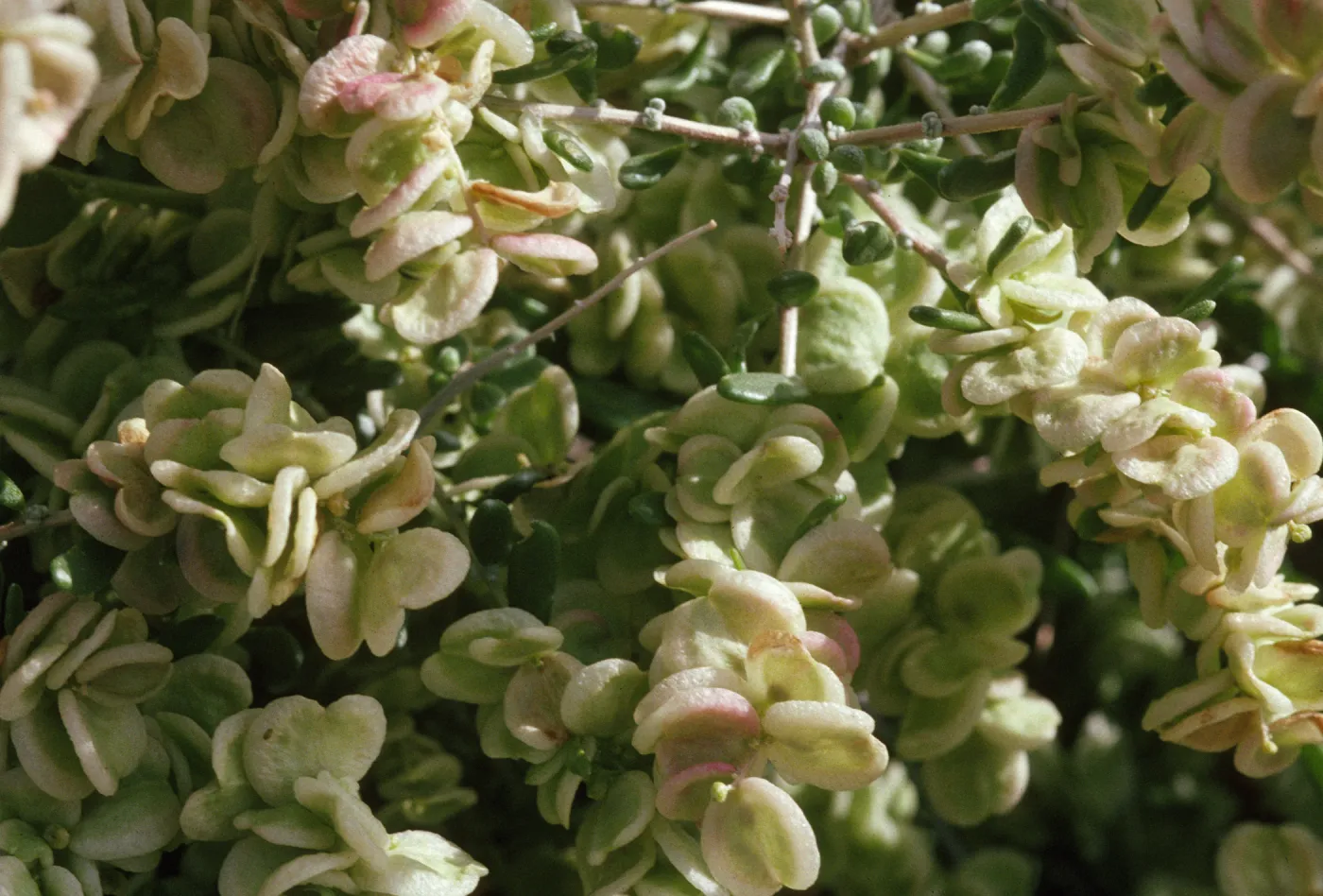 Atriplex