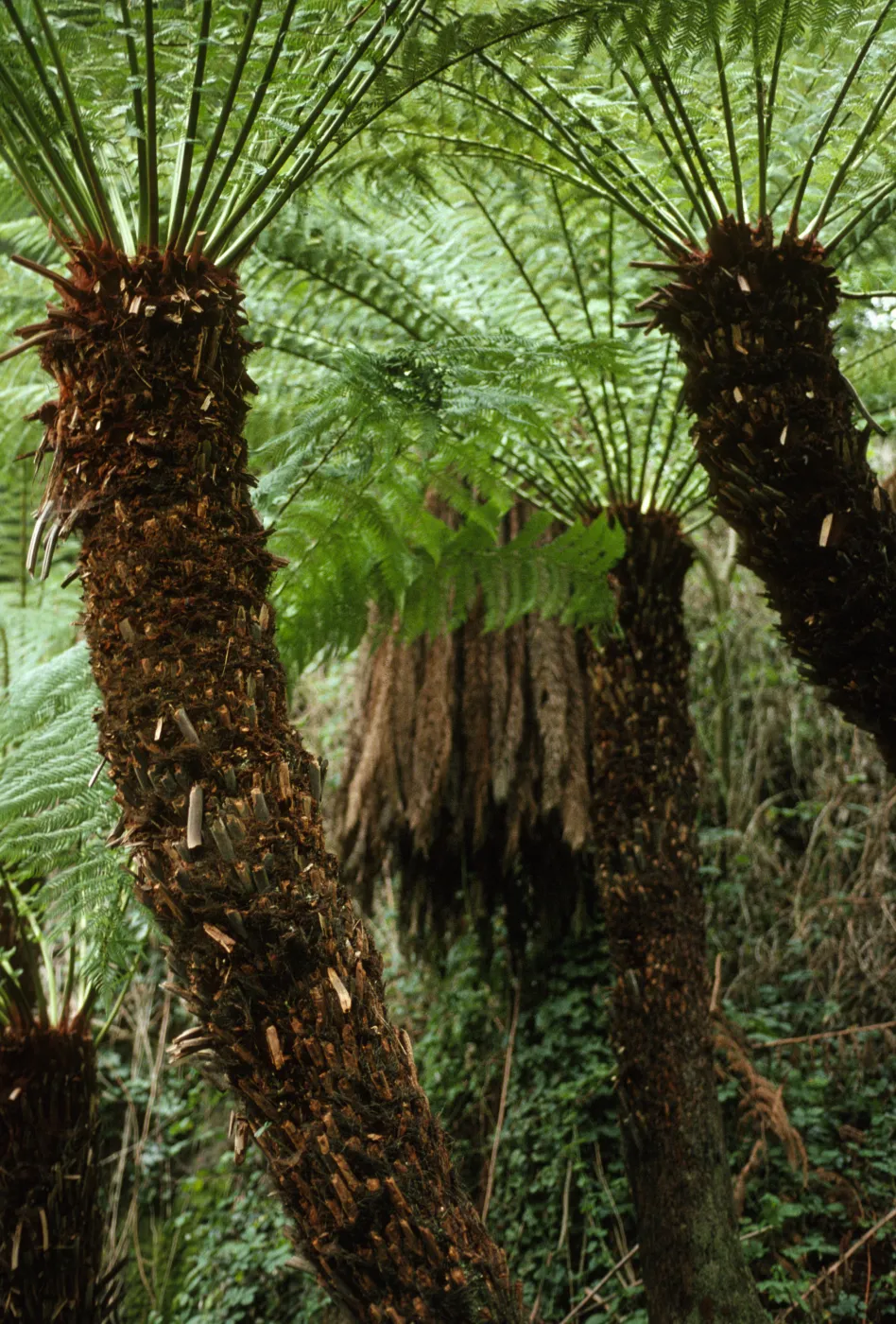 Tree ferns