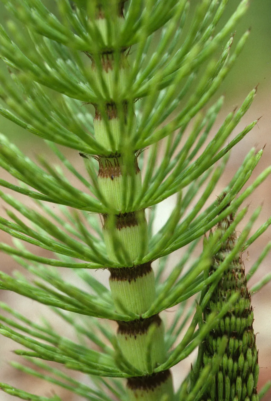 Equisetum telmateia
