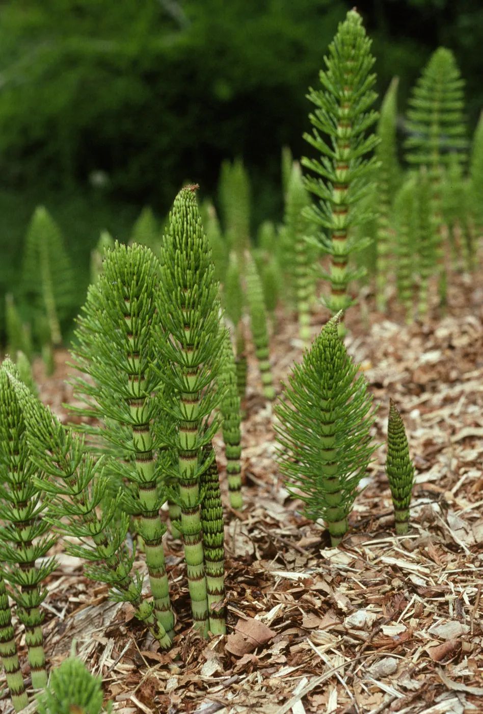 Equisetum telmateia