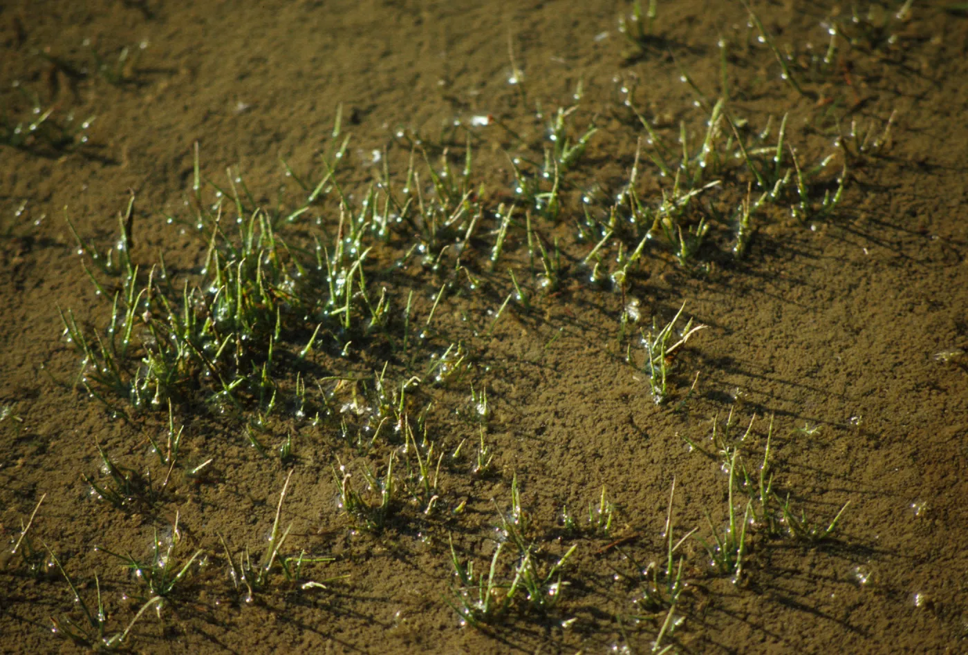 Isoetes