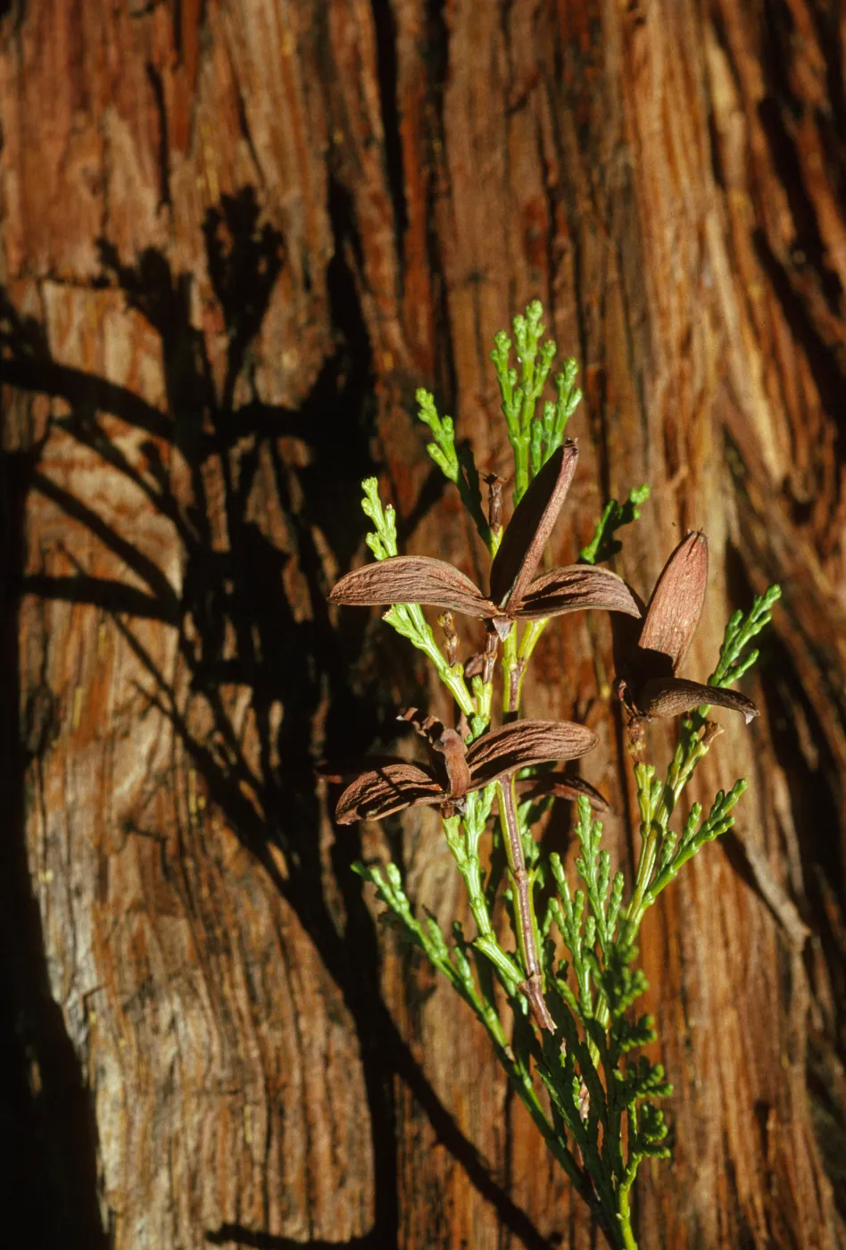 Calocedrus decurrens