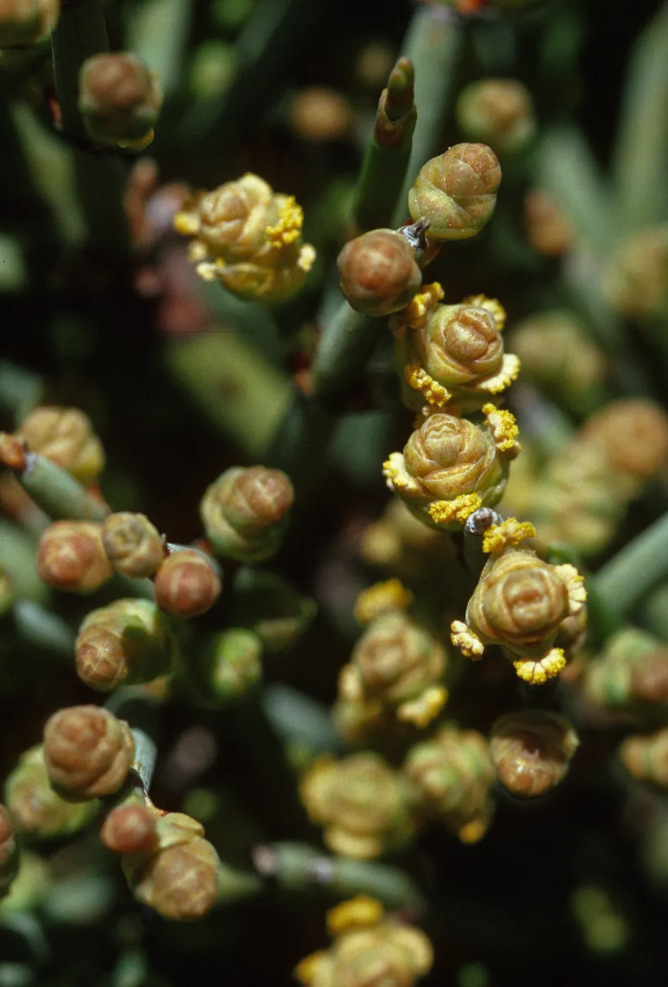 Ephedra chilensis