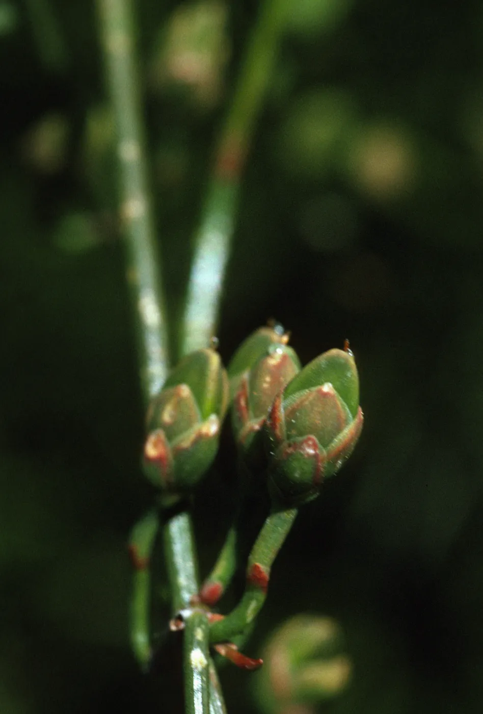 Ephedra andina