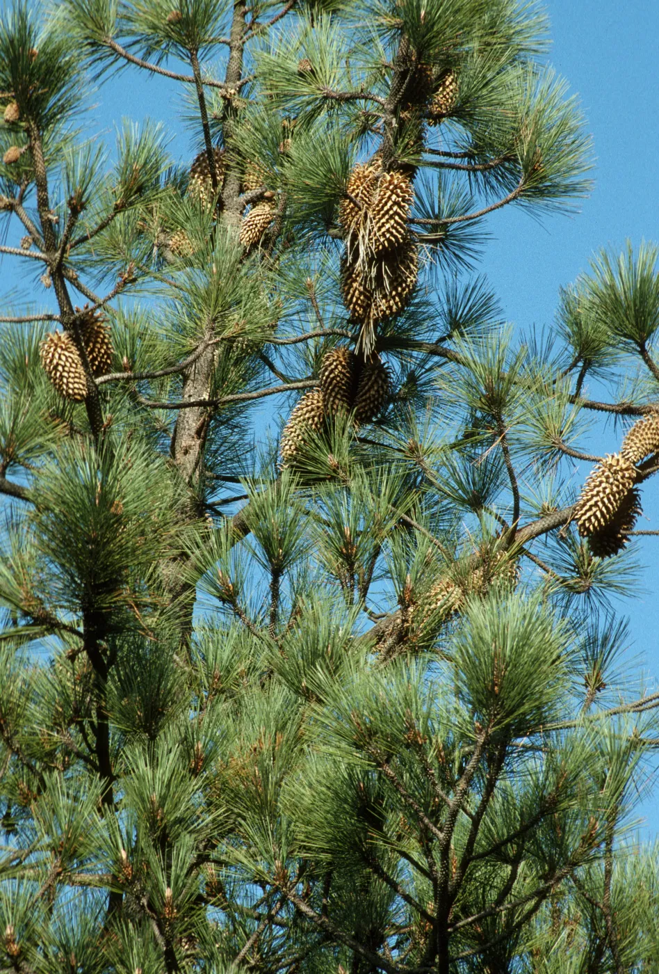 Pinus sabiniana