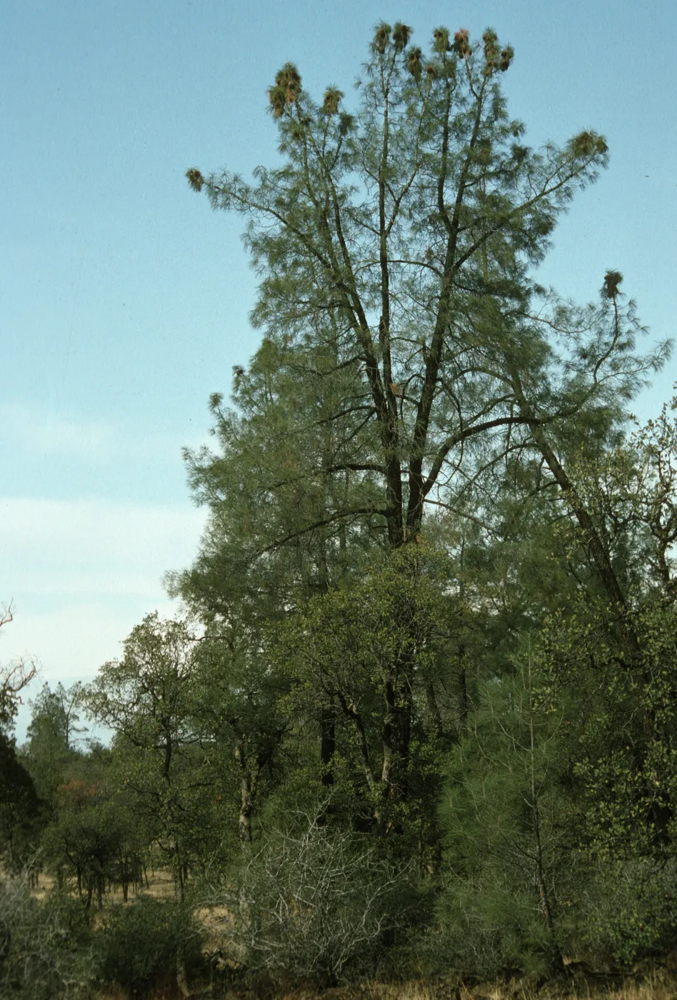 Pinus sabiniana