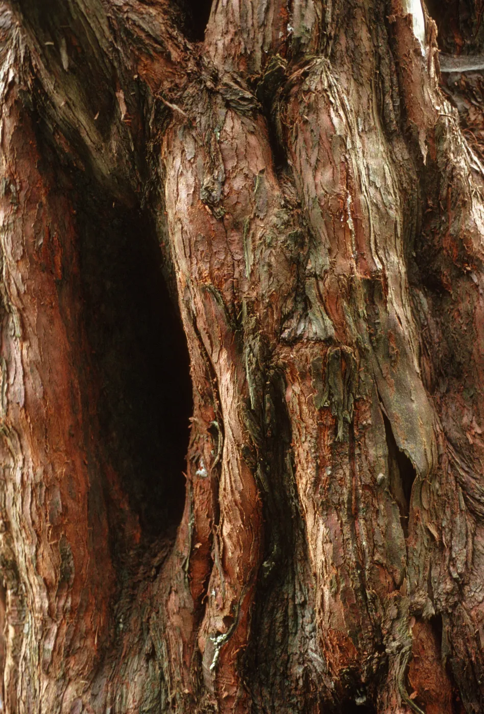 Metasequoia