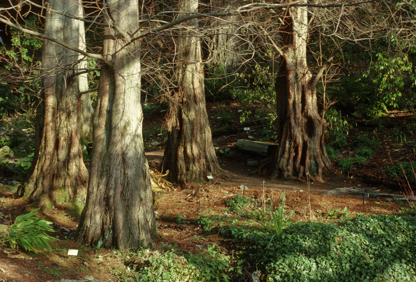 Metasequoia glyptostroboides