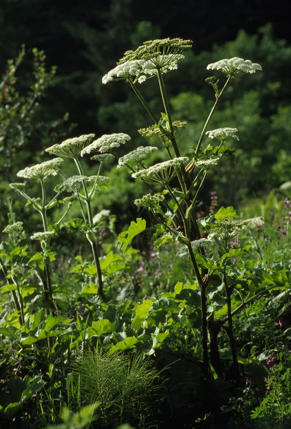 Heracleum