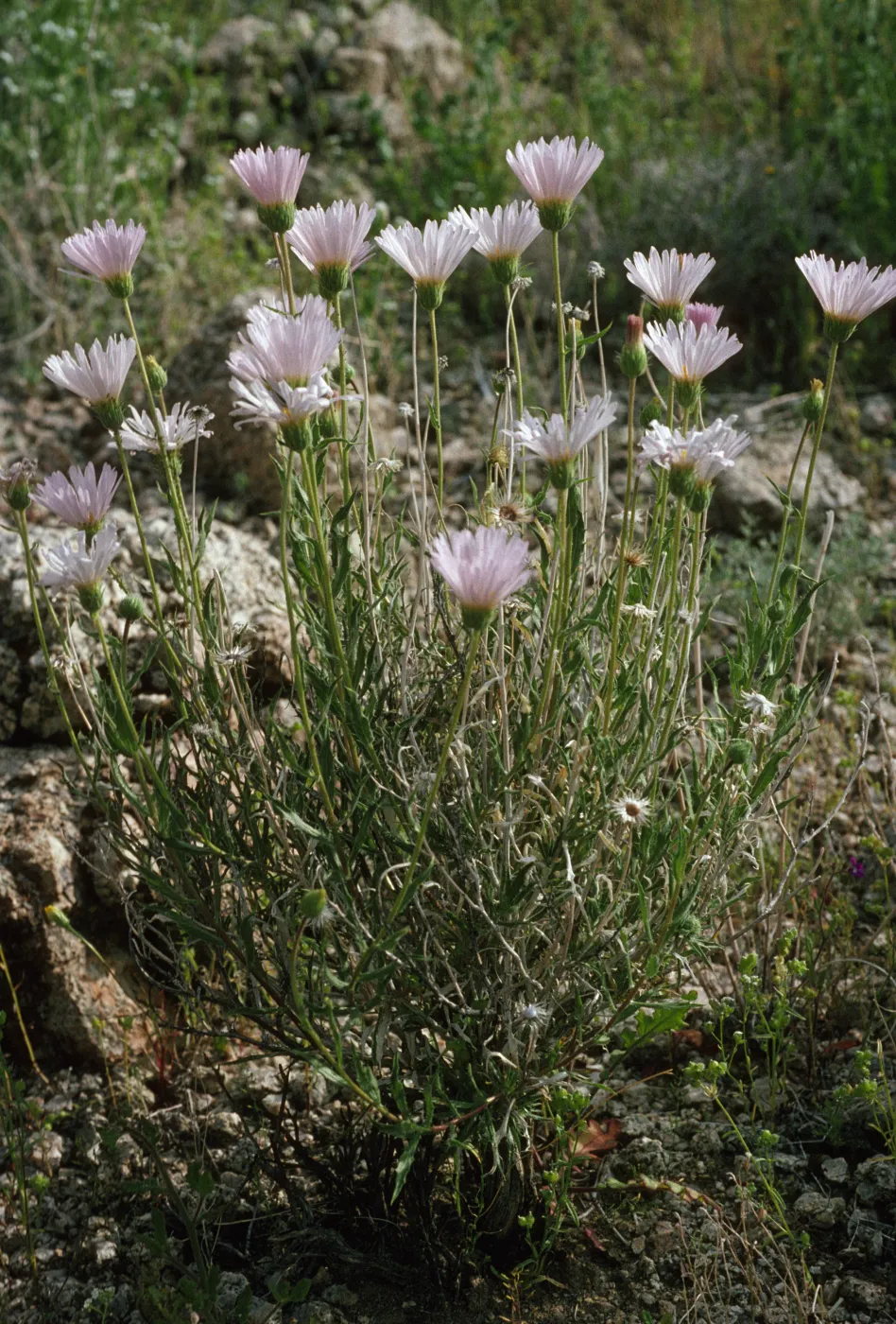 Xylorhiza