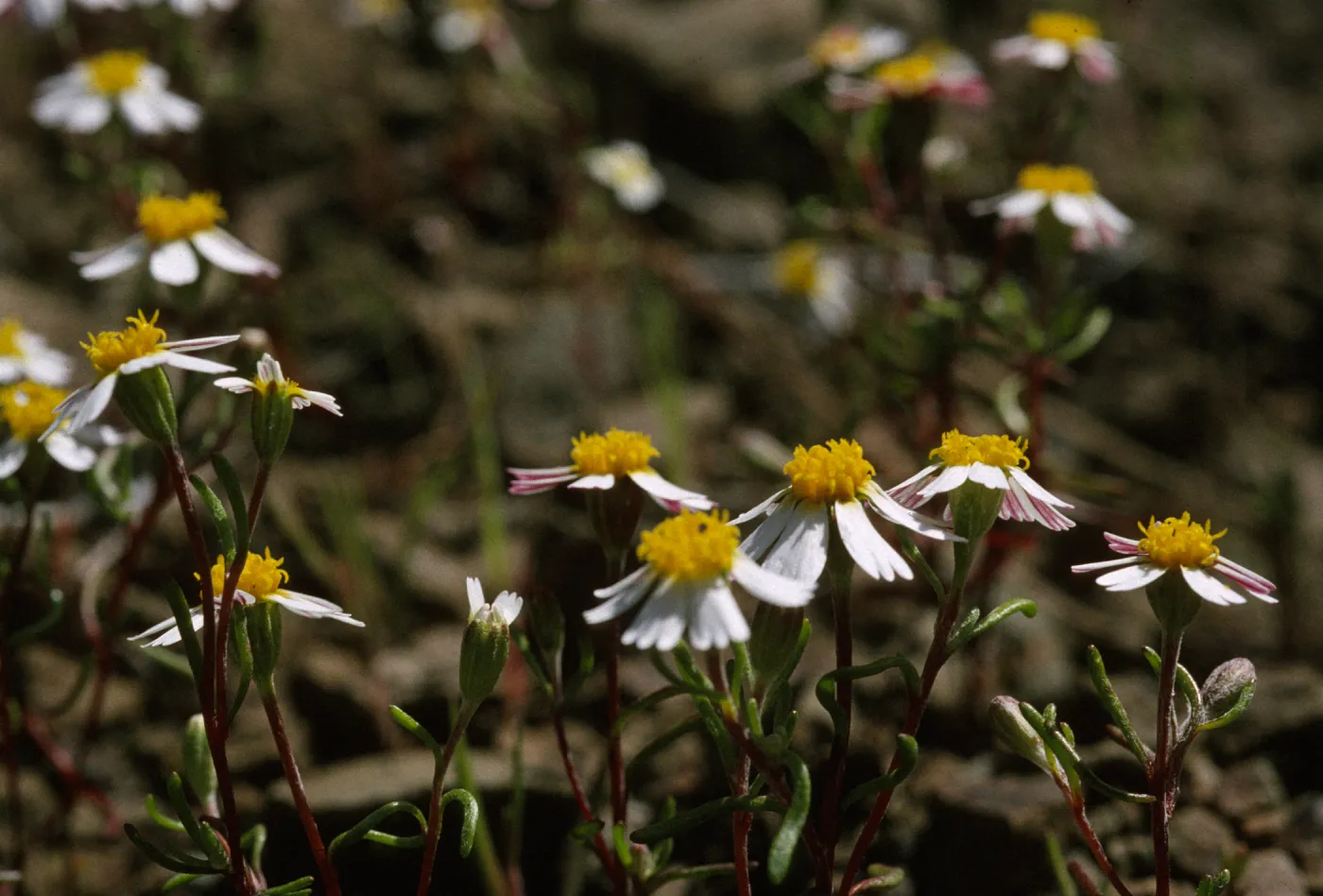 Syntrichopappus lemmonii