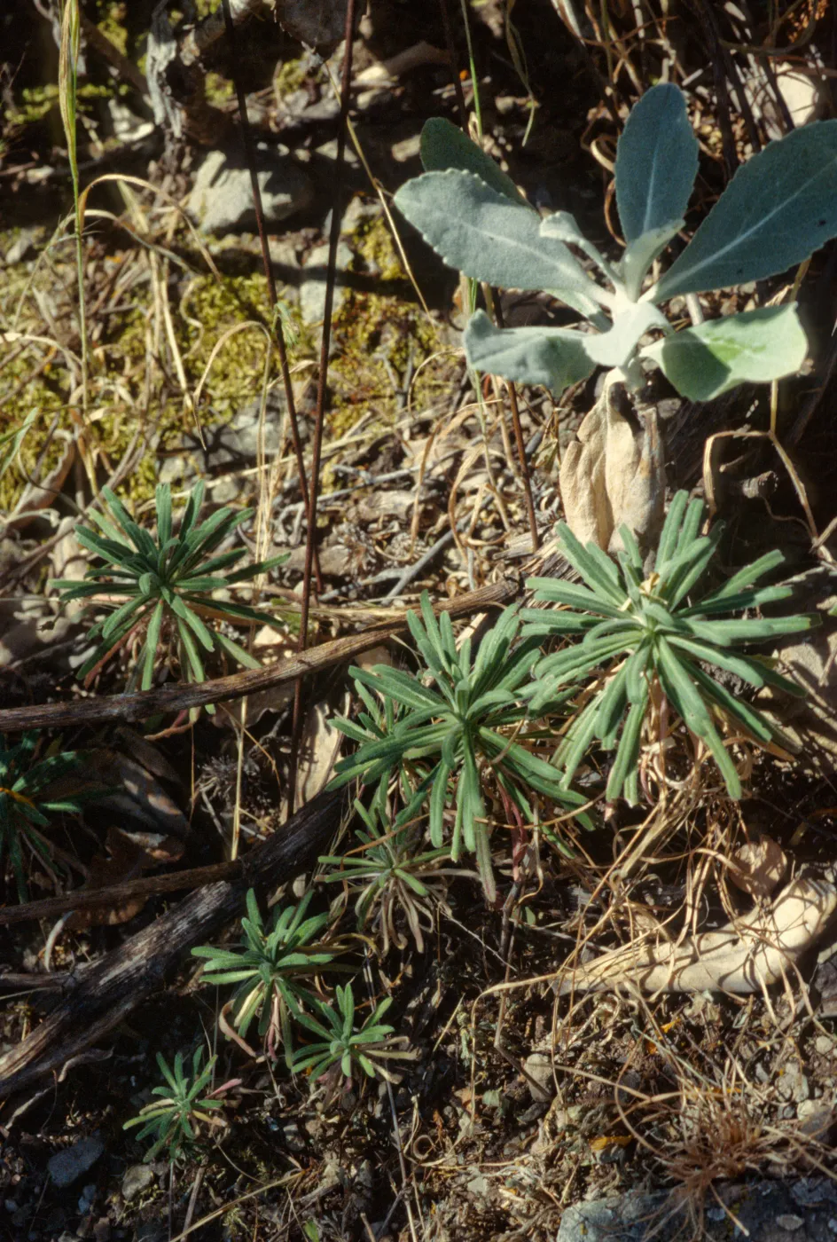 Arabis hoffmannii
